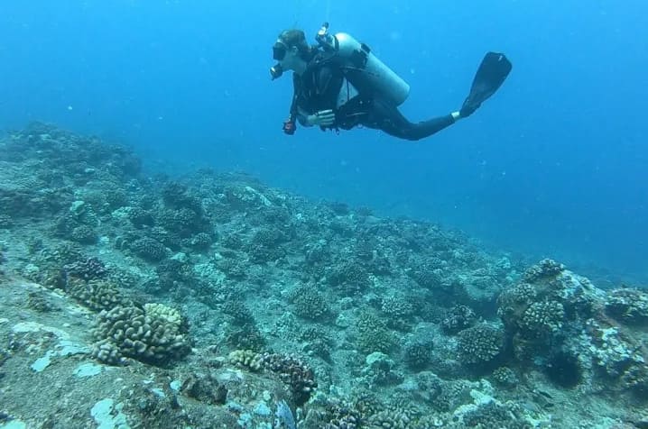 Hilo Ocean Adventures - Certified 2 Tank Dive